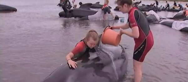 Волонтеры поливали водой выбросившихся на берег Новой Зеландии дельфинов - Sputnik Кыргызстан