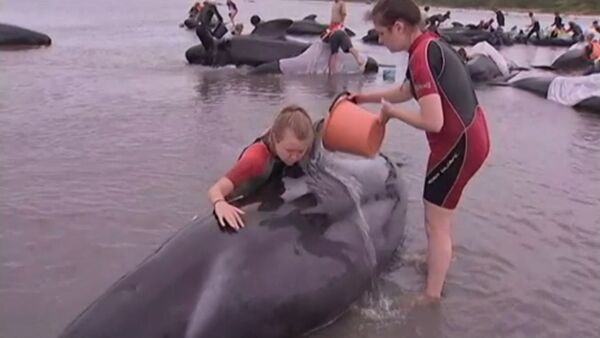 Волонтеры поливали водой выбросившихся на берег Новой Зеландии дельфинов - Sputnik Кыргызстан