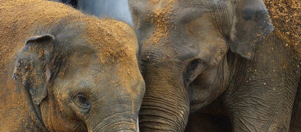 Пилдер. Архив Пилдер. Архив - Sputnik Кыргызстан