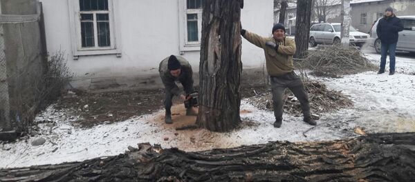 Муниципальное предприятие Зеленстрой спиливает аварийные деревья - Sputnik Кыргызстан