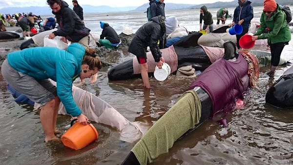 Выброс дельфинов-гринд на берег Южного острова Новой Зеландии - Sputnik Кыргызстан