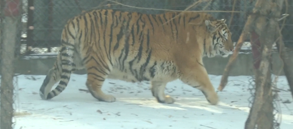 Сытые и довольные: располневшие тигры гуляют по парку в Китае - Sputnik Кыргызстан