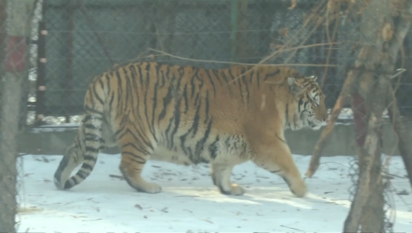 Сытые и довольные: располневшие тигры гуляют по парку в Китае - Sputnik Кыргызстан