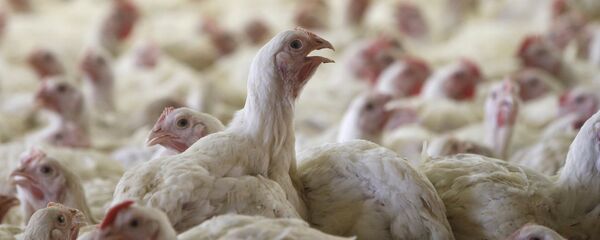 Работа птицефабрики Рассвет в Гомельском районе - Sputnik Кыргызстан