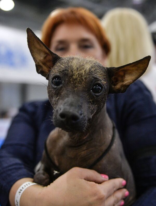 Всемирная выставка собак World Dog Show-2016 - Sputnik Кыргызстан