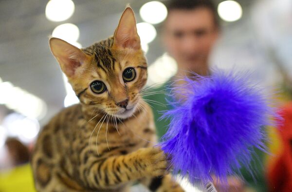 Международная выставка кошек Кэтсбург - Sputnik Кыргызстан