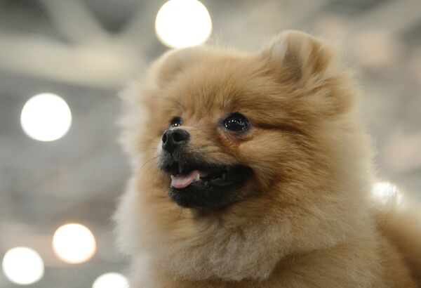 Международная выставка собак Евразия-2015 - Sputnik Кыргызстан