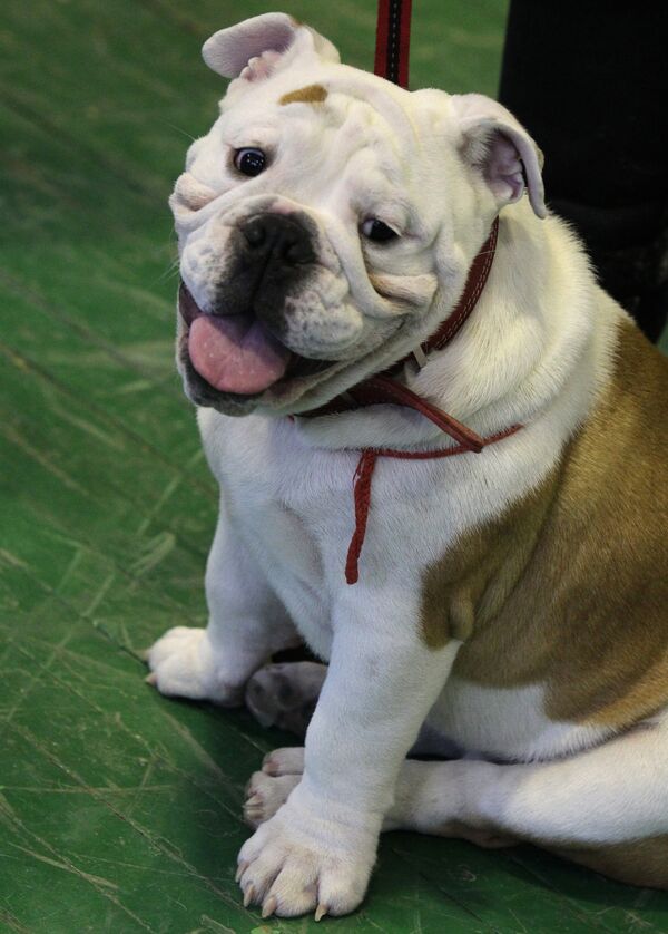 Всероссийская выставка собак во Владивостоке - Sputnik Кыргызстан