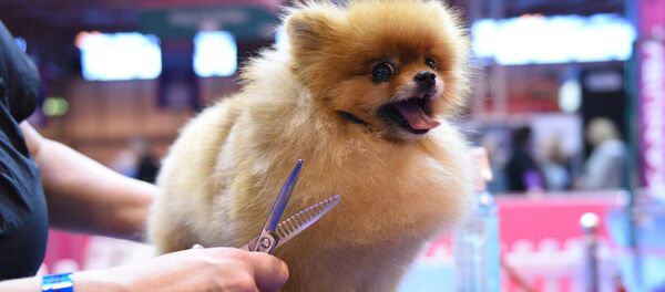 Померанский шпиц (померанец) — декоративная порода собак Померанский шпиц (померанец) — декоративная порода собак - Sputnik Кыргызстан