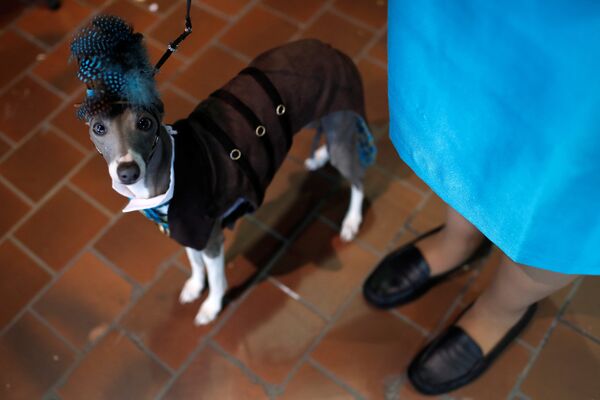 Выставка собак Westminster Kennel Club в Нью-Йорке - Sputnik Кыргызстан