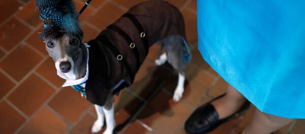 Выставка собак Westminster Kennel Club в Нью-Йорке Выставка собак Westminster Kennel Club в Нью-Йорке - Sputnik Кыргызстан