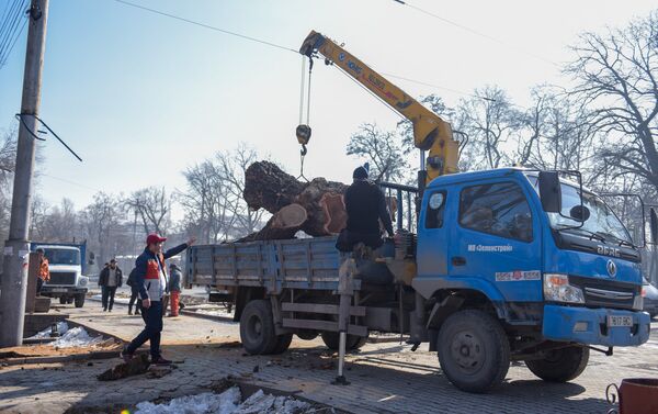 Бөкөнбаев, Боталиев, Токтоналиев, Орозбеков, Абдрахманов, Тоголок Молдо, Киев көчөлөрүндө, Жаш Гвардия бульвары менен Чүй, Манас жана Жибек Жолу проспектилериндеги бак-дарактар буталып жатат. - Sputnik Кыргызстан