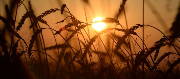 Уборка урожая зерновых в Новосибирской области - Sputnik Кыргызстан