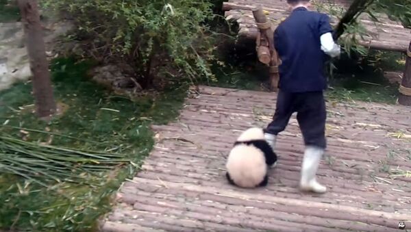 Малыш панды, мешающий работать сотруднику зоопарка, взорвал Сеть - Sputnik Кыргызстан