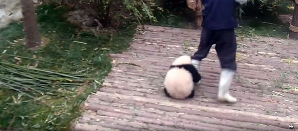 Малыш панды, мешающий работать сотруднику зоопарка, взорвал Сеть Малыш панды, мешающий работать сотруднику зоопарка, взорвал Сеть - Sputnik Кыргызстан