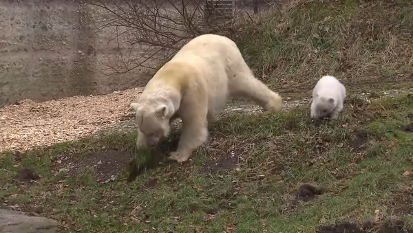 Трехмесячная медведица училась у мамы копать землю в зоопарке Мюнхена - Sputnik Кыргызстан