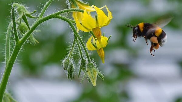 Шмель — насекомое из семейства настоящих пчел - Sputnik Кыргызстан