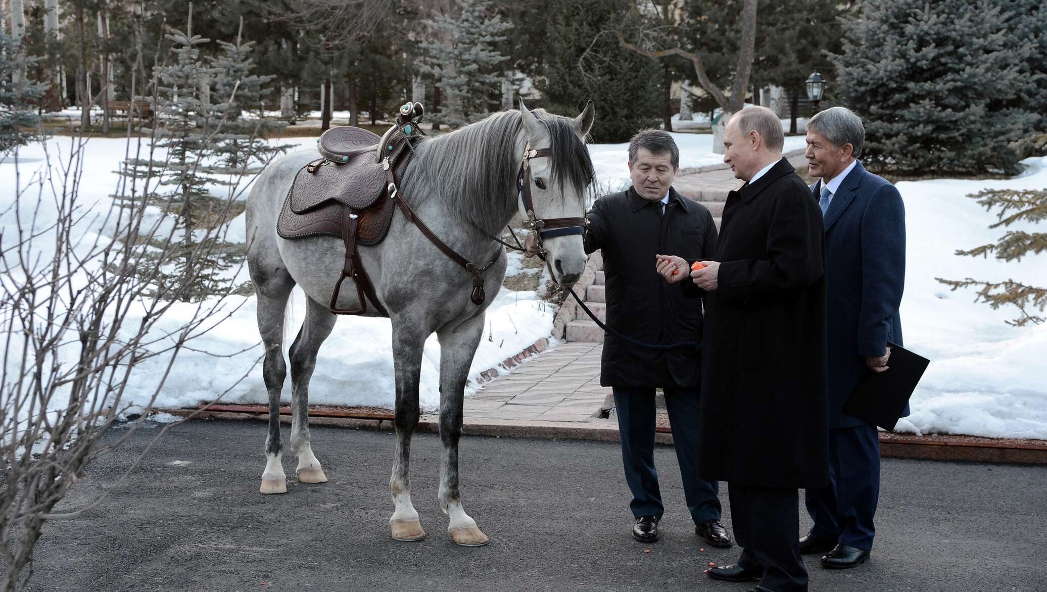 королева и карабахские скакуны. карабахский скакун. подарил лошадь.