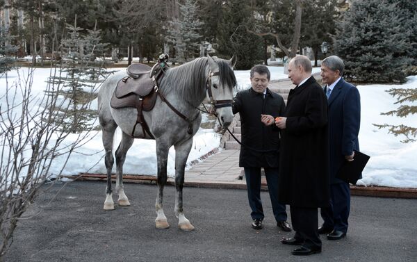 Президенту России Владимиру Путину президент Кыргызстана Алмазбек Атамбаев подарил коня серой масти - Sputnik Кыргызстан