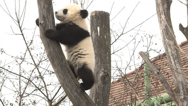 Панды в венском зоопарке - Sputnik Кыргызстан
