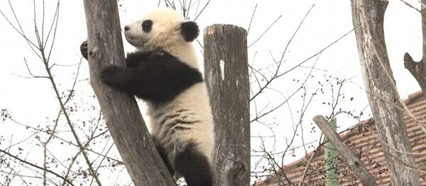 Панды в венском зоопарке - Sputnik Кыргызстан