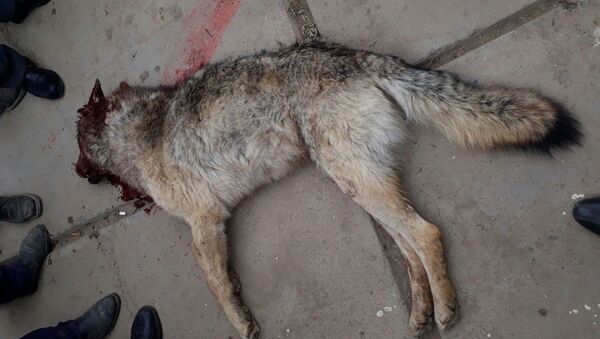 Нападение волка на животных в селе Калкагар Тонского района - Sputnik Кыргызстан