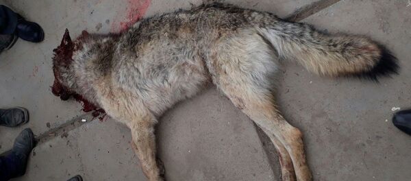 Нападение волка на животных в селе Калкагар Тонского района - Sputnik Кыргызстан