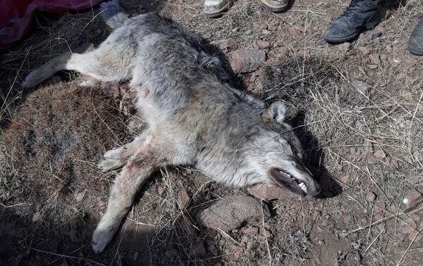 Вначале хищник напал на хозяйство местного жителя Жекшенбека Мамбеталиева и покусал 35 коз и овец, а также лошадь - Sputnik Кыргызстан