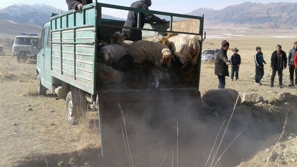 Нападение волка на животных в селе Калкагар Тонского района - Sputnik Кыргызстан