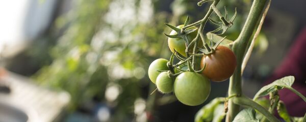 Теплица бизнесмена Тилека Токтогазиева - Sputnik Кыргызстан