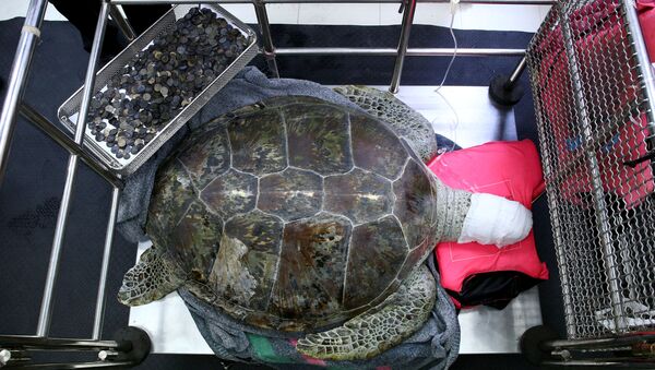 Тайланд зоопаркынын ветеринарлары тирүү ташбакага операция жасап, анын курсагынан беш килограмм тыйын табышкан - Sputnik Кыргызстан