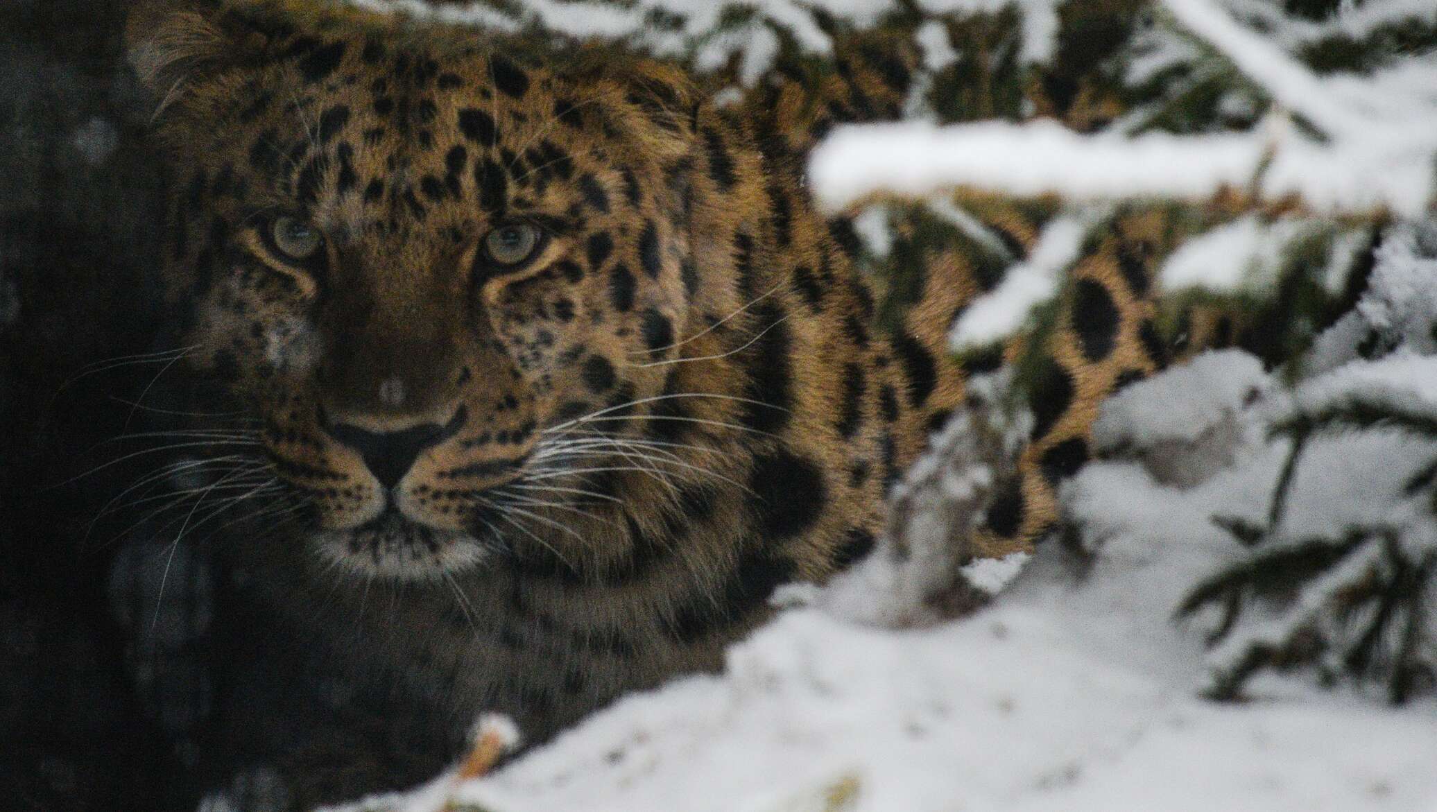 Дальневосточный леопард ареал