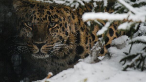 Дальневосточный леопард. Архивное фото - Sputnik Кыргызстан