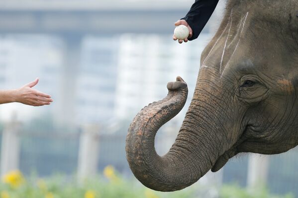 Поло на слонах в Таиланде - Sputnik Кыргызстан