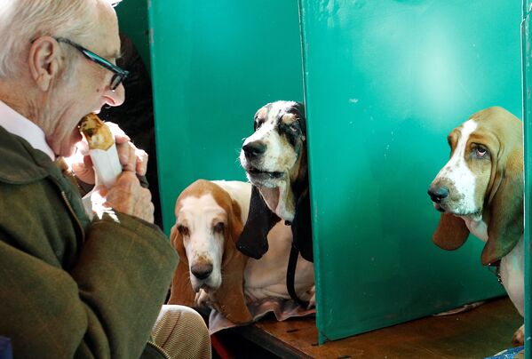 Выставка собак Crufts Dog Show в Бирмингеме - Sputnik Кыргызстан