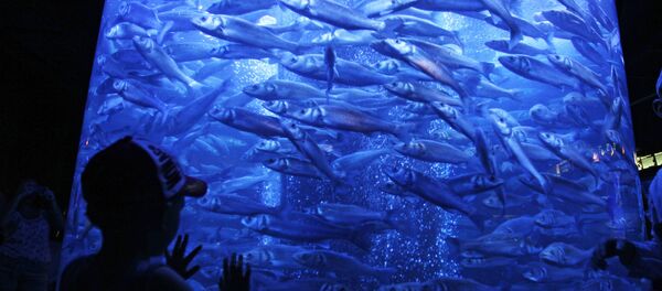 Мальчик рассматривает аквариум с рыбами. Архивное фото - Sputnik Кыргызстан