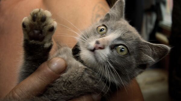 Котенок с четырьмя ушами. Архивное фото - Sputnik Кыргызстан