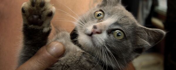 Мышык. Архив - Sputnik Кыргызстан