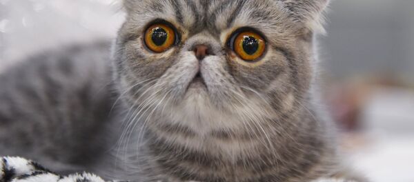 Выставка Кэтсбург 2017 Выставка Кэтсбург 2017 - Sputnik Кыргызстан