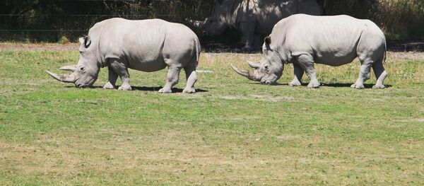 Зоопарктагы кериктер. Архив - Sputnik Кыргызстан