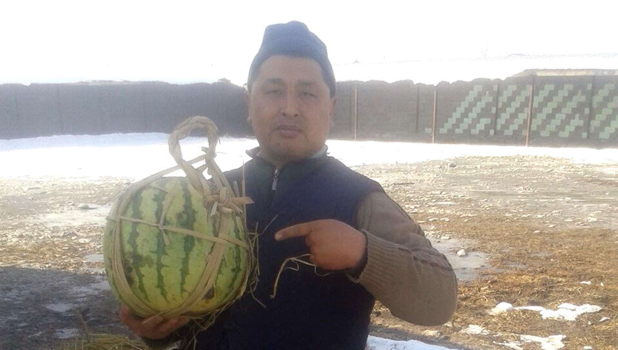 Зимний Арбуз Узбекистан