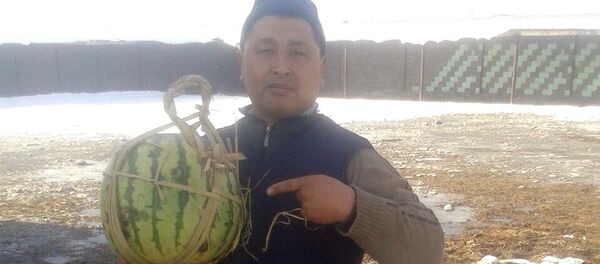 Аравандык Анвар аттуу дыйкан көп жылдан бери күнөскана тармагын мыкты өздөштүргөн адис, жеке ишкер Бакай Алиев - Sputnik Кыргызстан