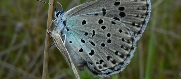 Голубянка арион. Архив - Sputnik Кыргызстан