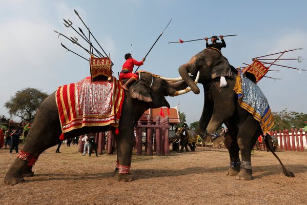 Национальный день слона в Таиланде - Sputnik Кыргызстан