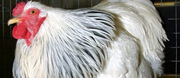 Петух породы Брама светлая на выставке - Sputnik Кыргызстан