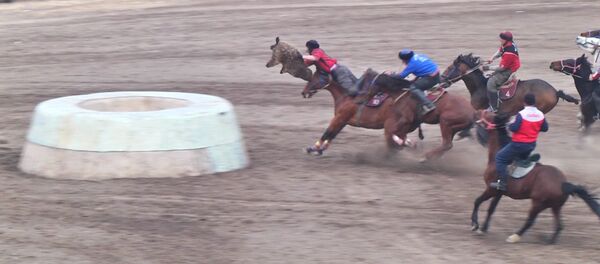 Жесткие стычки и топот коней — скачки и кок-бору на ипподроме Жесткие стычки и топот коней — скачки и кок-бору на ипподроме - Sputnik Кыргызстан