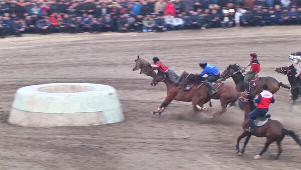 Жесткие стычки и топот коней — скачки и кок-бору на ипподроме - Sputnik Кыргызстан