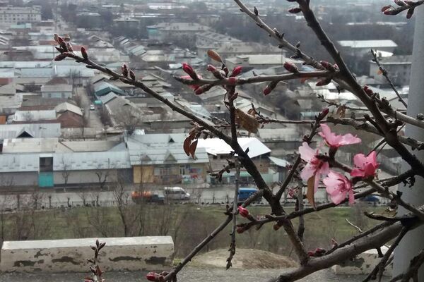 Расцветающая фисташка в Оше - Sputnik Кыргызстан