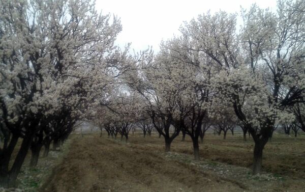 Пока в Арке цветет абрикос, в других частях области на деревьях только набухают почки. - Sputnik Кыргызстан