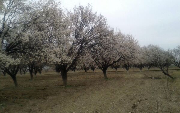 В долину раньше всего в области приходит весна, и поэтому там раньше всех начинают сельхозработы. - Sputnik Кыргызстан